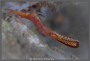 Long nose shrim by Nonna Pokras 